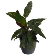 Calathea 'Purplestar' + Cachep Antracite